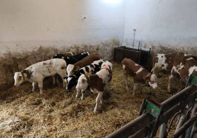 1000054870_original_copy_1