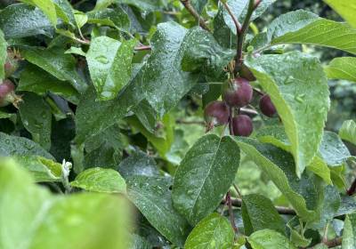 IMG_5932_original_copy_1