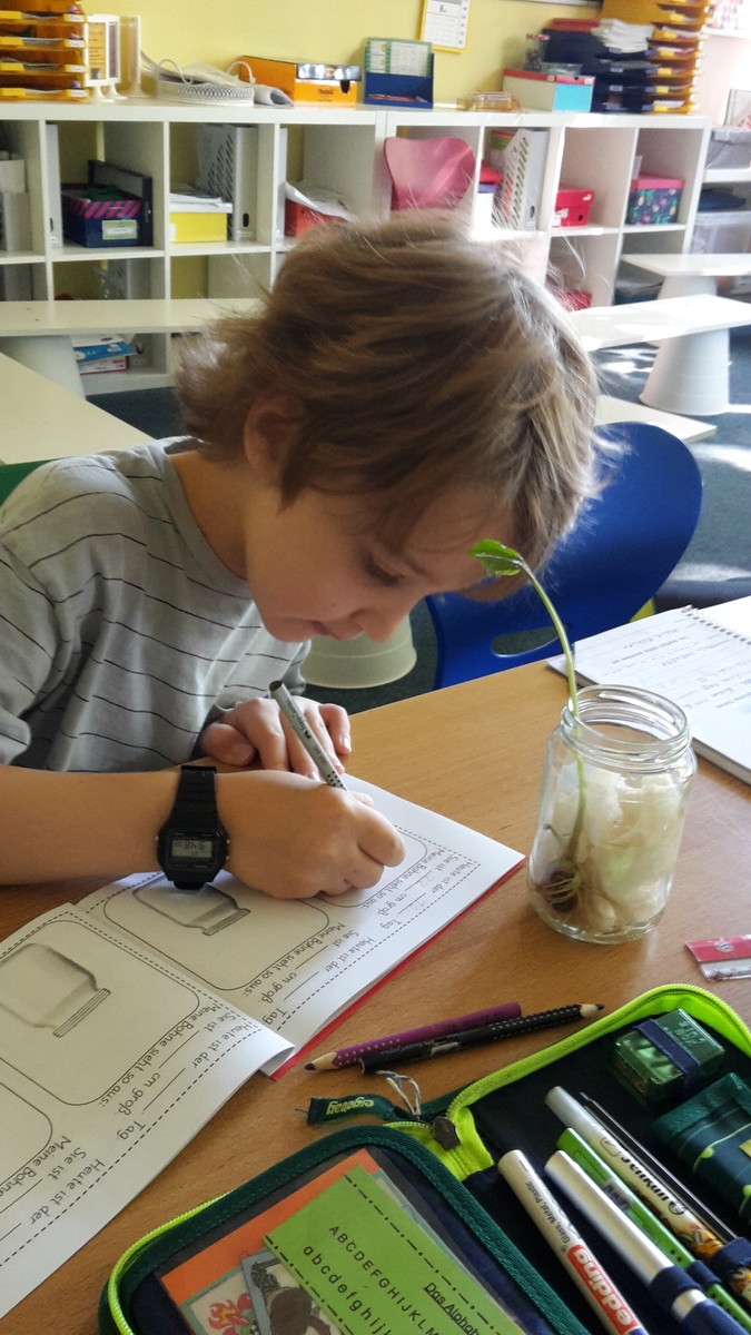 Klasse 2 pflanzt Feuerbohnen an