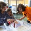 Experimente im Gymnasium Trossingen